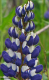 Close up of one of the lupines