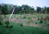 New Woods, April 2001