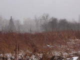 Old field in mist
