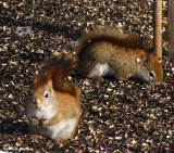 Double trouble!