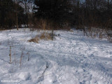 ATV tracks in BYG