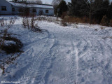 ATV tracks in Backyard Garden
