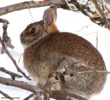 Eastern Cottontail rabbit