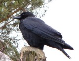 American crow