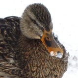 Mallard, female