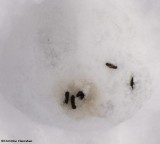 Meadow vole scat