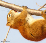 Anything to get at that sweet sap