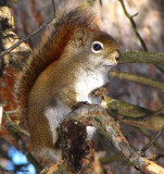 Red in sunlight