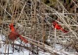 Two male cardinals