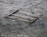 Turtle raft re-emerges