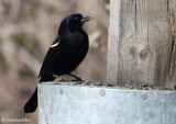 Red-winged Blackbird, male