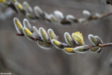 Willow in flower