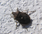 Stinkbug (<em>Pentatomid</em> sp.)