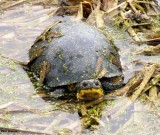 Blandings turtle (<em>Emydoidea blandingi</em>)