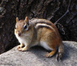 Chipmunk