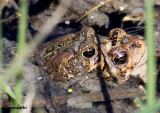 American toads (<em>Bufo americanus</em>)