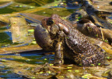 Calling toad (<em>Bufo americanus</em>)