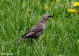 Brown-headed cowbird, female