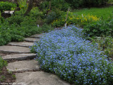 Forget-me-nots in the Backyard Garden