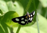 White-spotted sable (Anania funebris), #4958a