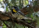 Yellow-rumped warbler