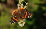 Red admiral (<em>Vanessa atalanta</em>)