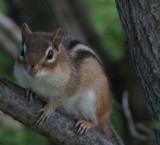 Chipmunk