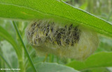 Ctenucha moth cocoon