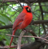 Cardinal with food