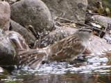 White-crowned sparrow bathing