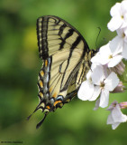 Canadian tiger swallowtail  (<em>Papilio canadendis</em>)