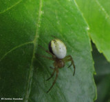 Six-spotted orb weaver (<em>Araniella displicata</em>)
