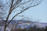 02-14-2009  Hawk Owl from road (300mm zoom)