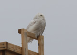 Late transient  with far off thoughts - Duxbury Beach - 090401