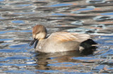 Gadwall  (m) - Plymouth, Ma   01-10-2010