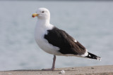 Great Black-backed Gull   Plymouth  02-12-2010