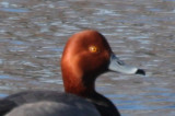Redhead Duck -male   Plymouth, MA   02-20-2010