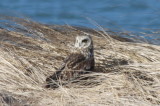 Short-eared Owl - Duxbury Beach, MA   03-09-2010