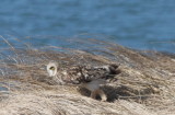 Short-eared Owl - Duxbury Beach, MA   03-09-2010