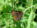 Baltimore Checkerspot (<i>Euphydryas phaeton</i>)