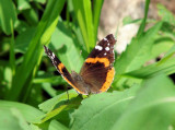 Red Admiral (<i>Vanessa atalanta</i>)