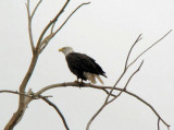 Bald Eagle (adult)