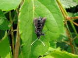 Virginia Creeper Borer (Albuna fraxini) Hodges #2532