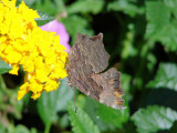 Grey Comma on Lantana (Polygonia progne)