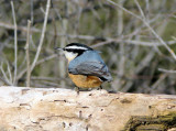 Red-breasted Nuthatch