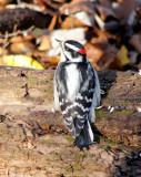 Downy Woodpecker, male