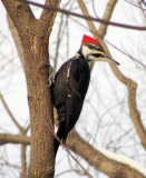 Pileated Woodpecker, female