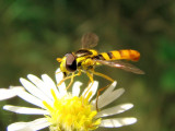 Hover Fly (Syrphid sp.)