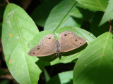 Little Wood Satyr (Megisto cymela)