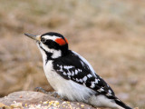 Hairy Woodpecker (male)